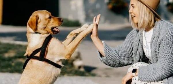 30 Enticing Pet Services Industry Social Media Post Ideas - square image